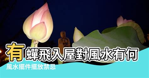 有蟬入屋|夜晚蟬入屋有何特殊意義？